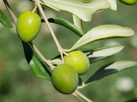 Green olives Stock Photos