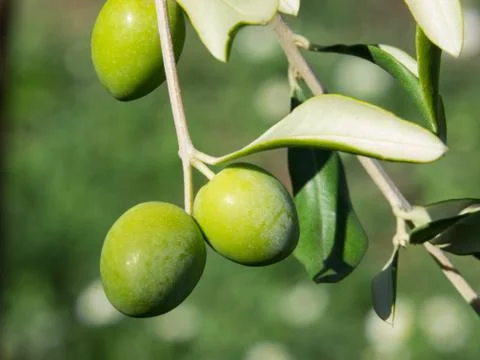 Green olives Stock Photos