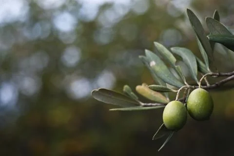 Green olives Stock Photos