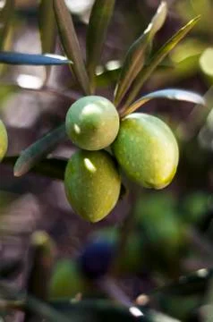 Green olives Stock Photos
