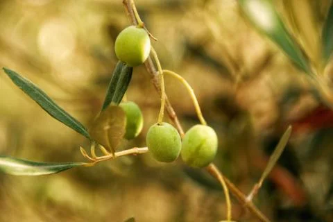 Green olives Stock Photos