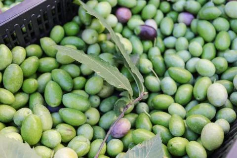 Green Olives Stock Photos