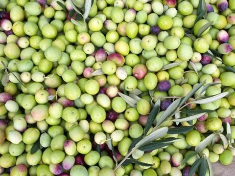 Green olives ready for processing Stock-Fotos