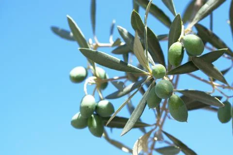 Green Olives with Sky Background Stock Photos