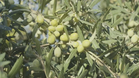 Green olives on the tree 4k video Stock Footage 130577205