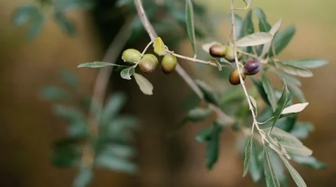 Green olives on tree branch Stock Footage 58382182