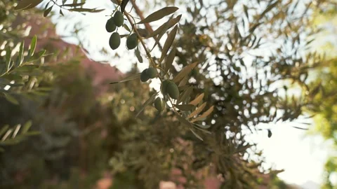 Green olives on a tree branch at sunset. Close up motion down and up and Stock Footage 254182502