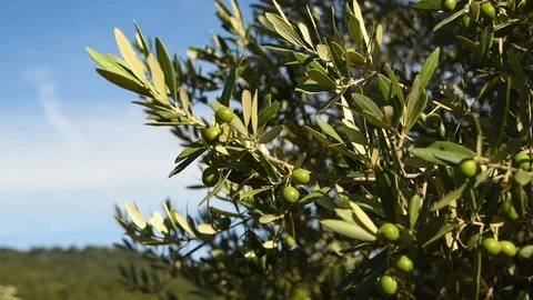 Green olives on tree during summer season, Chianti region. Stock-Footage 93939385