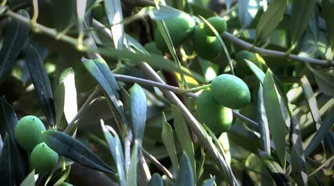 Green olives on the tree 스톡 동영상 31337051