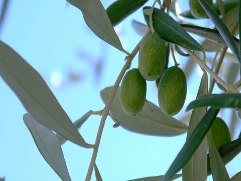 Green olives on the tree Stock Footage 78782070