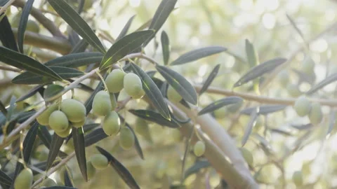 Green olives on the tree Stock Footage 130577143