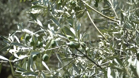 Green olives on a tree. Stock Footage 144923158