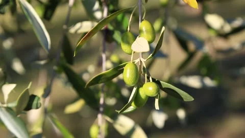 Green olives on a tree Vidéo 149502444