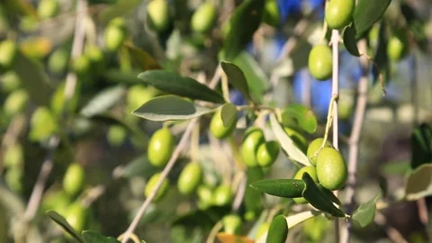 Green olives on a tree Video stock 149502463
