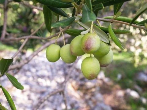 Green olives on tree Stock Photos