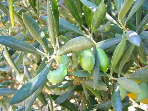 Green olives on the tree Stock Photos