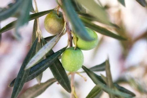 Green olives on a tree Stock Photos