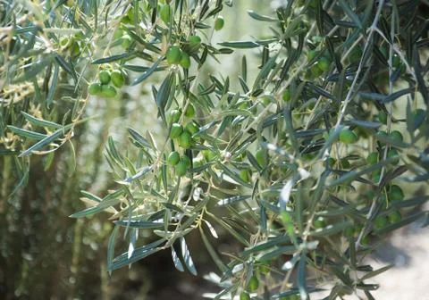 Green Olives Tree Stock Photos