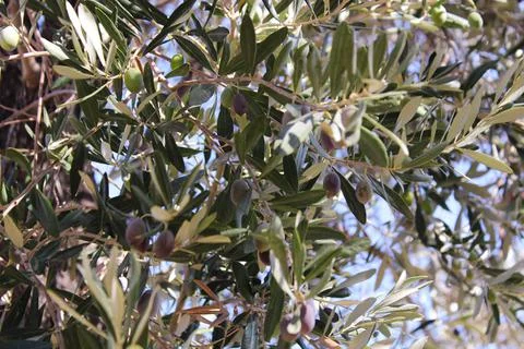 Green olives on the tree Foto stock