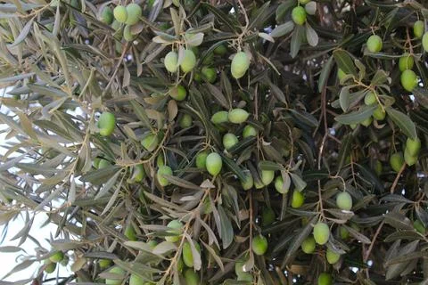 Green olives on the tree Foto stock