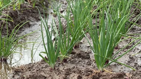 Green onion beds appear saturated with water from an active irrigation system Stock Footage 330779953