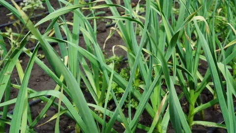 Green onion beds on the garden plot Stock Footage 130667814