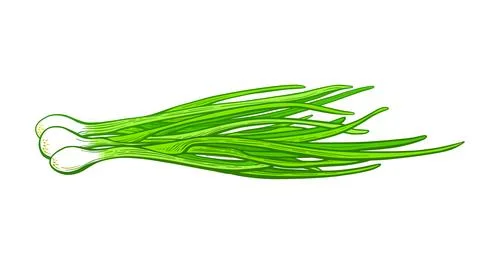 Green onion bunch. Vector fresh leaves. Farm food Stock Illustration