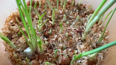 Green onion feathers, close-up. Growing green onions at home in a plastic Stock Footage 168971492