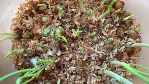 Green onion feathers, close-up. Growing green onions at home in a plastic Stock Footage 168983874