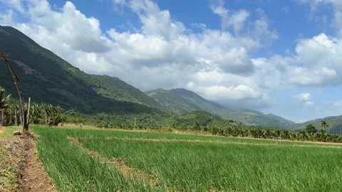 Green onion field with a narrow path between planting rows shown against a Stock Footage 326439902