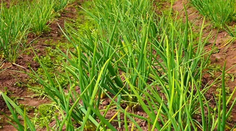 Green onion Stock-Footage 24957727