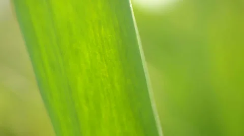 Green onion 動画素材 24958108