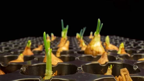 Green onion growing fast, frame by frame tilt with alpha channel, camera Stock Footage 238724584