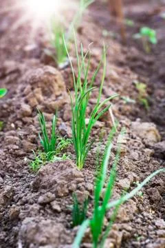 Green onion grows on the bed, selective focus Stock Photos