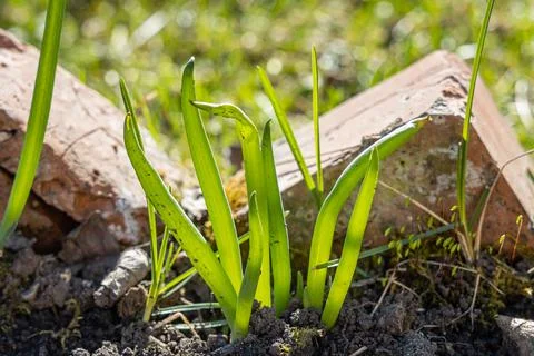 Green onion grows on a blurred background in a garden in summer Stock Photos