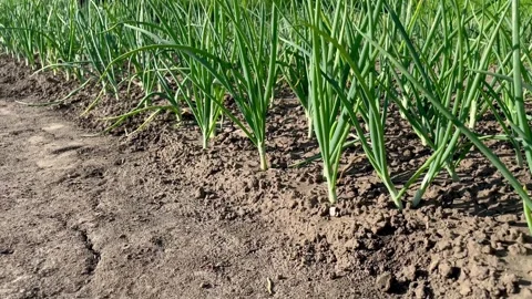 Green onion grows on a vegetable bed in the garden Stock Footage 312265093