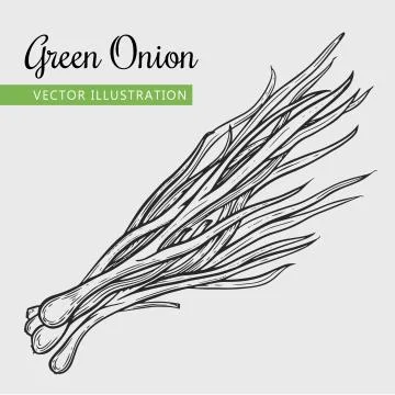 Green onion Stock Illustration