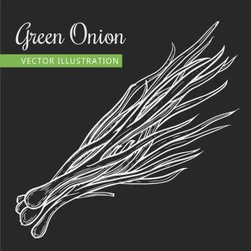 Green onion Stock Illustration