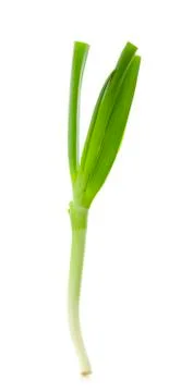 Green onion isolated on the white background Stock Photos