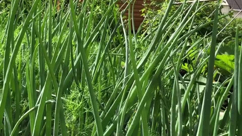 Green onion on patch Stock-Footage 249503110