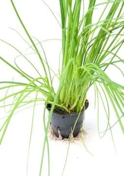 Green onion Stock Photos