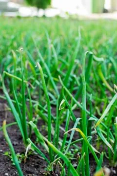 Green onion Stock Photos
