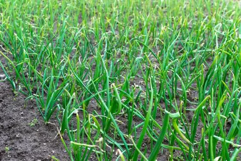 Green onion Stock Photos