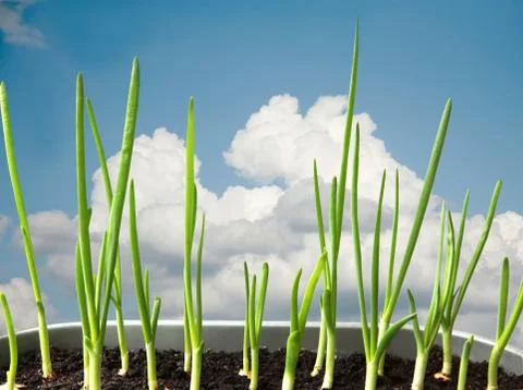 Green onion Stock Photos