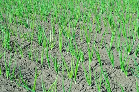 Green onion Stock Photos