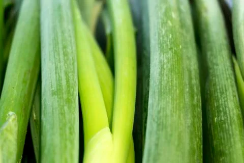 Green Onion Stock Photos