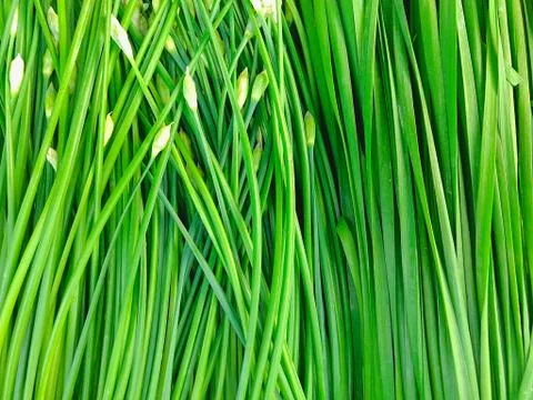 Green onion Stock Photos