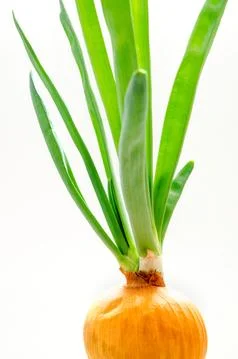 Green onion Stock-Fotos