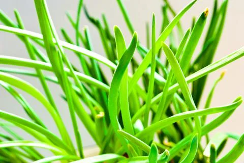 Green onion Stock Photos