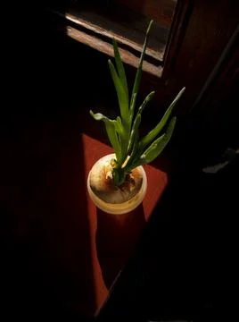 Green onion Stock Photos